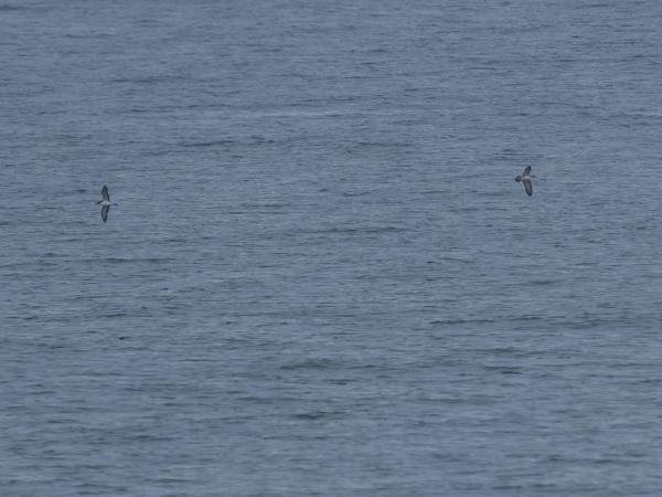 <h3>Calonectris&nbsp;borealis / Cory's&nbsp;shearwater / Kuhls&nbsp;pijlstormvogel</h3>OM-1 Mark II met OLYMPUS M.150-400mm F4.5, 1/2000 sec  bij F4.5, ISO 320